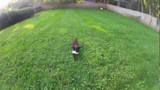 GoProHD Maggie  8 week old Boykin Puppy [upl. by Atiram]