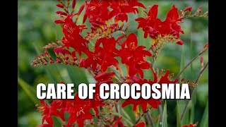 Interesting things about Crocosmia amp Diagnosing Problems [upl. by Knox367]