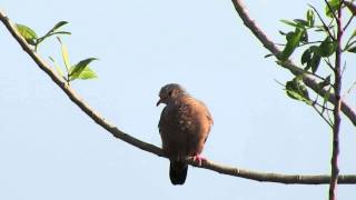 Common Ground Dove calling Celery Fields [upl. by Eseilenna209]