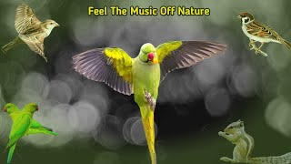 Bird sound for Meditation । Meditation bird sounds । Bird Sounds Spectacular [upl. by Donni]