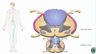 AXON Spinocerebellar Pathway Unconscious Proprioception from Foot 3 of 9 [upl. by Zel480]