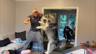 Malamute Puppy GOES CRAZY The Danger Of Big Dogs [upl. by Clarke]