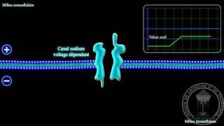 Physiologie du système nerveux  Linflux nerveux [upl. by Esyla203]