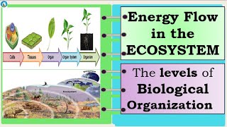 Science 7 Level of Biological Organization [upl. by Langille]