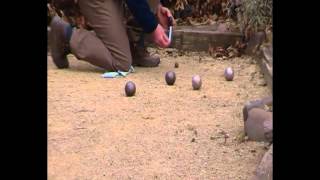 HOS Petanque De Spelregels [upl. by Ybhsa61]