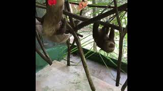 Sloth Costa Rica wildlife hyena [upl. by Nnoj]