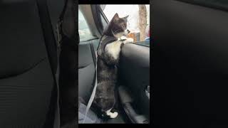 cats carcat funny viralvideo youtubeshorts youtube catlover catfunny catvideos [upl. by Leary985]