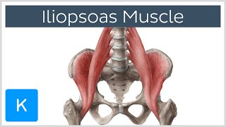 Iliopsoas Muscle Action  Function Anatomy amp Innervation  Human Anatomy  Kenhub [upl. by Edmunda240]