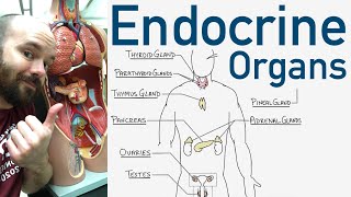 Endocrine Organs  BEST Way to Learn All the Endocrine Organs and What They Do [upl. by Olive]