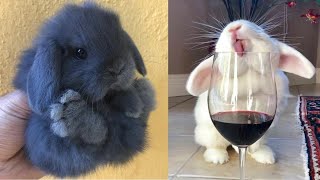 Cute Baby Animals Videos Compilation  Funny and Cute Moment of the Animals 24  Cutest Animals [upl. by Htinnek134]