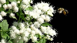 Flowering Plant Video Library Boneset Eupatorium perfoliatum [upl. by Edina]