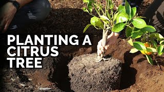 How to Plant Citrus Trees From Start to Finish COMPLETE GUIDE 🍊 [upl. by Leede]