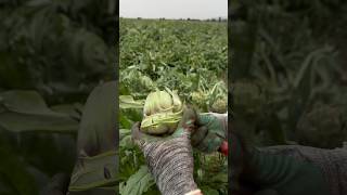 We watch this skilful artisan cut perfect artichoke hearts at an amazing speed ❤️💨 [upl. by Noteloc]