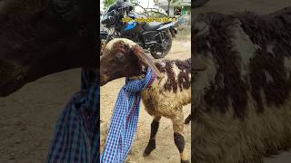 tetanus in sheep youtubeshorts viralvideo tetanus tetanusvaccine animaldoctor [upl. by Adelpho]