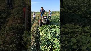 Hand tractor with potato seedling killer machine Potato and sweet potato seedling part 422 [upl. by Etnoel]