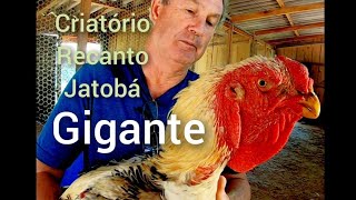 Criatório de índio gigante um dos melhores da região [upl. by Iadam401]