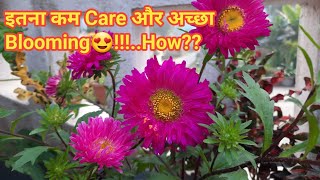 How to grow and care Aster Flower plant  Aster care for more flowers  Aster Flower [upl. by Phillie]