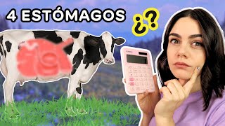 ¿Cuántos estómagos tiene una vaca [upl. by Anicnarf]