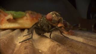 Closeup of a house fly Musca domestica grooming itself after feeding from a slice of pizza [upl. by Aicile718]