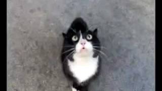 Angry Kitten speak kitten language [upl. by Gustafson]