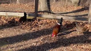 Single Comb Brown Leghorns [upl. by Htaeh]