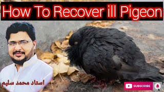 How To Treat ill Pigeon amp 💯 Successful Recover within 23 days [upl. by Conrad]