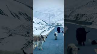 Karakoram Highway aik Nasha travel gilgitbaltistan shortsfeed shortvideo shorts [upl. by Jeffry]