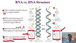 Biochemistry Lecture 10 [upl. by Sybille27]