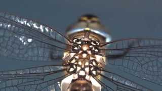 Investigating the Secrets of Dragonfly Flight [upl. by Christine494]