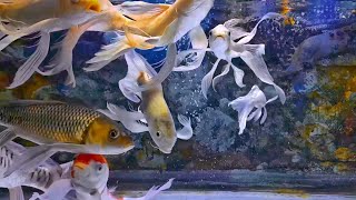 RELAXING WATER SOUND  THE BEAUTIFUL OF FISH IN THE AQUARIUM COLOUR FISH [upl. by Raffin]