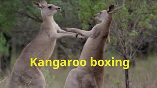 Kangaroo boxing [upl. by Kassaraba879]