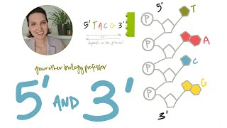 What do 5 and 3 mean on DNA and RNA Intro Biology [upl. by Shulamith]