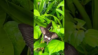 Oh Butterfly 🦋 Magical Dance of Nature🌿Ilaiyaraajas Music shorts fyp raja spb meera [upl. by Tahpos]