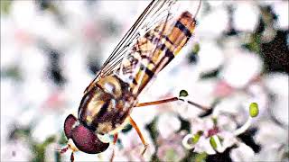 Naturbeobachtung HainschwebfliegeEpisyrphus balteatusDe Geer 1776männlich beim Blütenbesuch [upl. by Sara-Ann]