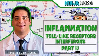 Immunology  Inflammation Toll Like Receptors and Interferons Part 4 [upl. by Noled162]