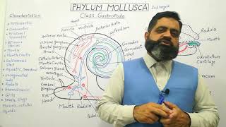 Class Gastropoda Urdu Hindi medium profmasoodfuzail Phylum Mollusca  Structure of Snail [upl. by Charline486]