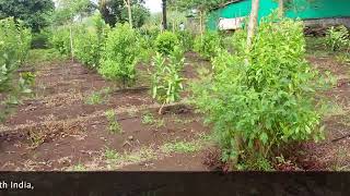 ಶ್ರೀಗಂಧದ ಕೃಷಿ ಸಲಹೆಗಳು  Sandalwood Farming tips [upl. by Gere237]