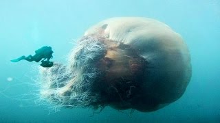 Worlds Biggest Jellyfish [upl. by Eugen]