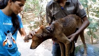 Wounded starving and scared dog’s amazing recovery [upl. by Dolloff637]