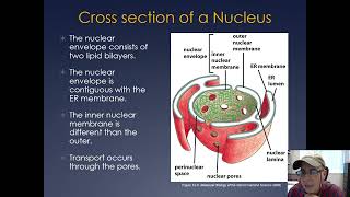 Molecular Cell Biology Lecture 16 Part B Membranes Secretory Pathway and Nuclear Transport [upl. by Koh70]