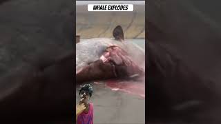 Dead whale explodes explode ocean seaanimals animalvideos shorts [upl. by Ava447]