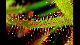 sundew plant eating insect shorts sundew [upl. by Ttevi]