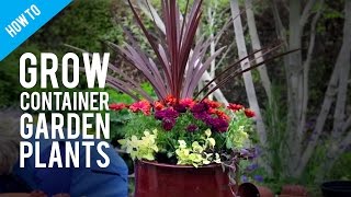 How To Grow Pot Plants in a Container Garden [upl. by Aret784]