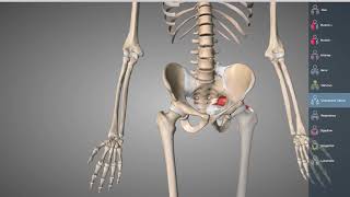 Bäcken osteologi och ligament [upl. by Ursulina]