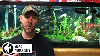 The Pros amp Cons of having Pressurized CO2 in the Planted Aquarium [upl. by Eaner]