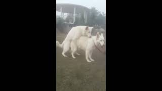 White German Shepherd for mating Cross for dogs  how to dog breeding  dogbreeding dogcrossing [upl. by Balkin]