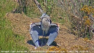 Barnegat Light Osprey Cam  Shore Bird BLOC Party  May 7 2024 [upl. by Harley766]