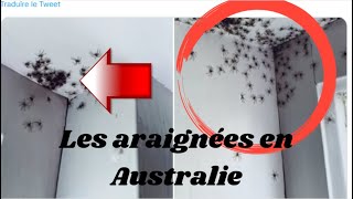 Les araignées sont nombreuses et impressionnantes en Australie [upl. by Iglesias]