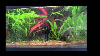 New round of NeoCaradina Shrimp monitor [upl. by Wardlaw]