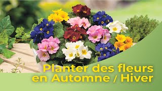 Planter des fleurs en Automne Hiver [upl. by Nywled351]